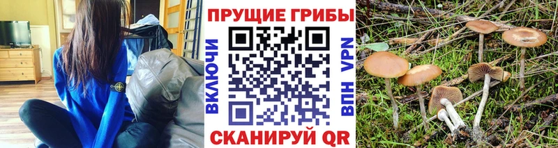 omg сайт  Ядрин  Псилоцибиновые грибы Psilocybe 
